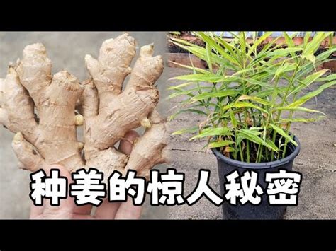 家裡種薑|生薑在家怎麼種？教你實用家庭生薑盆栽方法